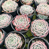 [PACK of 10 PLANTS] x Echeveria 'ROSALIA'