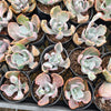 [PACK of 10 PLANTS] x Echeveria 'Flying Cloud'
