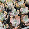 [PACK of 10 PLANTS] x Echeveria 'Flying Cloud'