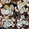 [PACK of 10 PLANTS] x Echeveria 'Flying Cloud'