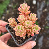 [PACK of 10 PLANTS] x Sedum Joyce Tulloch Variegated