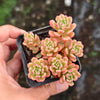 [PACK of 10 PLANTS] x Sedum Joyce Tulloch Variegated