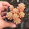 [PACK of 10 PLANTS] x Sedum Joyce Tulloch Variegated