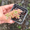 [PACK of 10 PLANTS] x Sedum Joyce Tulloch Variegated