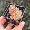 [PACK of 10 PLANTS] x Sedum Joyce Tulloch Variegated