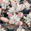 [PACK of 10 PLANTS] x Cotyledon orbiculata var. higginsiae