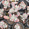 [PACK of 10 PLANTS] x Cotyledon orbiculata var. higginsiae