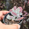 [PACK of 10 PLANTS] x Cotyledon orbiculata var. higginsiae