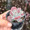 [PACK of 10 PLANTS] x Cotyledon orbiculata var. higginsiae