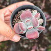 [PACK of 10 PLANTS] x Cotyledon orbiculata var. higginsiae