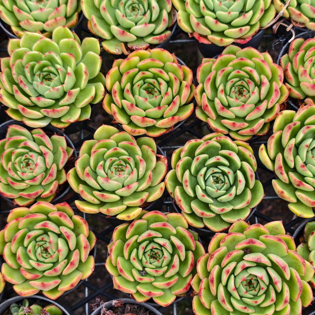 [PACK of 10 PLANTS] x  Echeveria 'Happy Green'