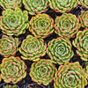 [PACK of 10 PLANTS] x  Echeveria 'Happy Green'