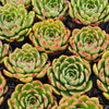 [PACK of 10 PLANTS] x  Echeveria 'Happy Green'