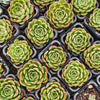 [PACK of 10 PLANTS] x  Echeveria 'Happy Green'