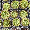 [PACK of 10 PLANTS] x  Echeveria 'Happy Green'