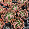 [PACK of 10 PLANTS] x Echeveria 'Dark Vader'