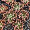 [PACK of 10 PLANTS] x Echeveria 'Dark Vader'