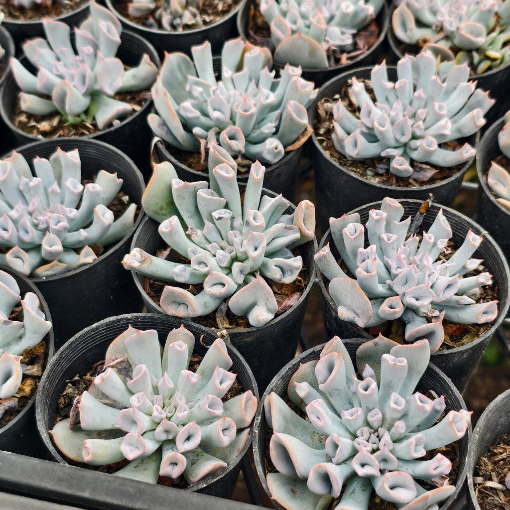 [PACK of 10 PLANTS] x Echeveria 'Blue Trumpet'