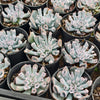 [PACK of 10 PLANTS] x Echeveria 'Blue Trumpet'