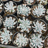 [PACK of 10 PLANTS] x Echeveria 'Blue Trumpet'