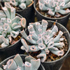 [PACK of 10 PLANTS] x Echeveria 'Blue Trumpet'