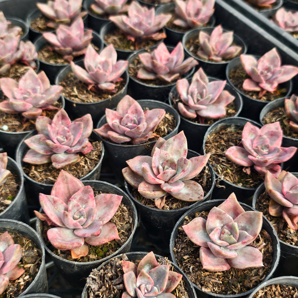 [PACK of 10 PLANTS] x Graptoveria Bainesii variegated