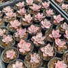 Graptoveria Bainesii variegated