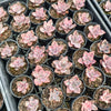 Graptoveria Bainesii variegated