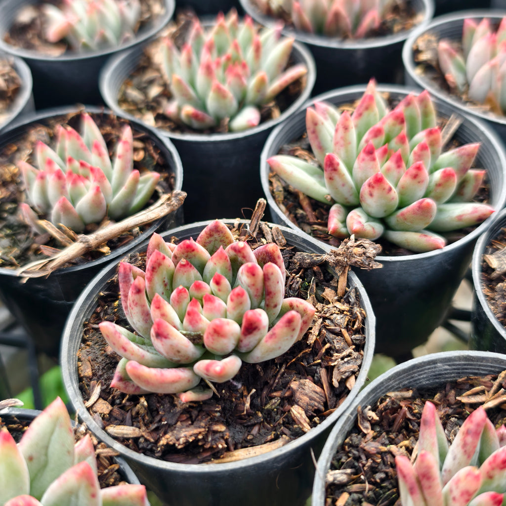 [PACK of 10 PLANTS] x Echeveria Yeonji  (KRF)