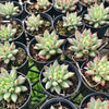[PACK of 10 PLANTS] x Echeveria Yeonji  (KRF)