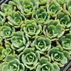 [PACK of 10 PLANTS] x Echeveria 'Lemon and Lime'