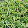 [PACK of 10 PLANTS] x Echeveria 'Lemon and Lime'