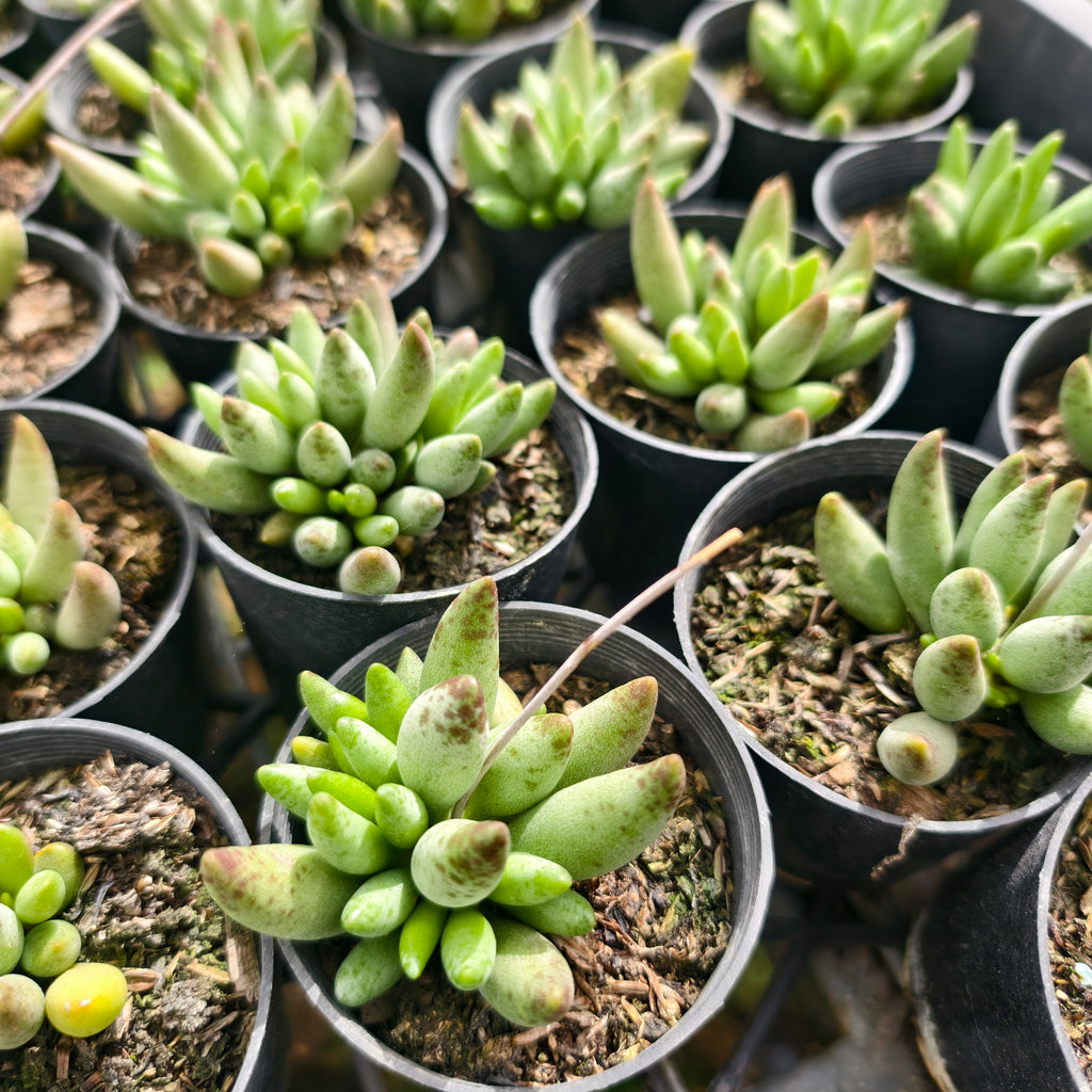 [PACK of 10 PLANTS] x Adromischus filicaulis subsp. marlothii
