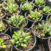 [PACK of 10 PLANTS] x Adromischus filicaulis subsp. marlothii