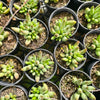 [PACK of 10 PLANTS] x Adromischus filicaulis subsp. marlothii