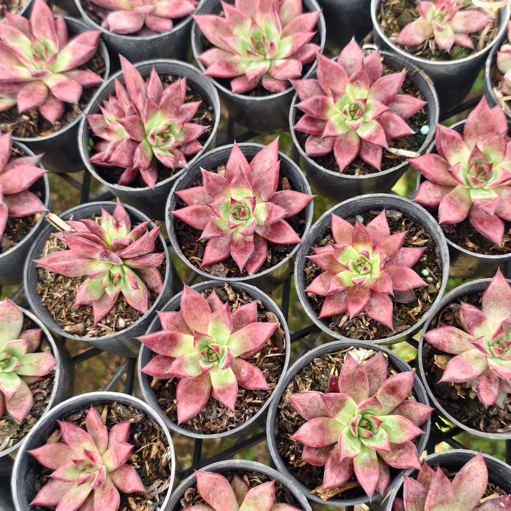 [PACK of 10 PLANTS] x Echeveria 'Little Squid'
