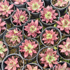 [PACK of 10 PLANTS] x Echeveria 'Little Squid'