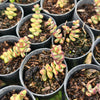 [PACK of 10 PLANTS] x Crassula brevifolia (RED EDGE)