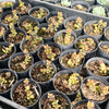 [PACK of 10 PLANTS] x Crassula brevifolia (RED EDGE)