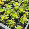 [PACK of 10 PLANTS] x Aeonium decorum f. variegata (aka. Aeonium 'Kiwi' )