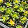 [PACK of 10 PLANTS] x Aeonium decorum f. variegata (aka. Aeonium 'Kiwi' )