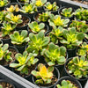 [PACK of 10 PLANTS] x Aeonium decorum f. variegata (aka. Aeonium 'Kiwi' )