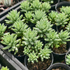 [PACK of 10 PLANTS] x Sedeveria 'Silver Frost' (2H)