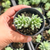 [PACK of 10 PLANTS] x Sedeveria 'Silver Frost' (2H)