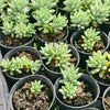 [PACK of 10 PLANTS] x Sedeveria 'Silver Frost' (2H)