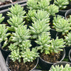 [PACK of 10 PLANTS] x Sedeveria 'Silver Frost' (2H)