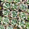 [PACK of 10 PLANTS] x Echeveria Heart Delight