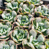[PACK of 10 PLANTS] x Echeveria Heart Delight