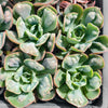 [PACK of 10 PLANTS] x Echeveria Heart Delight