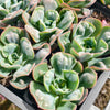 [PACK of 10 PLANTS] x Echeveria Heart Delight
